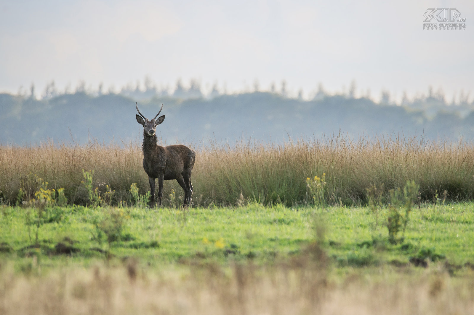 Hertenbronst in Hoge Veluwe - Jong edelhert Tijdens de bronsttijd gaan de mannetjes op zoek naar vrouwtjes. De vrouwtjes leven ook in kuddes en worden hindes genoemd. Mannelijke edelherten hebben op dat moment een imposant gewei en ze krijgen manen in hun nek. Ze gaan dan burlen en houden gevechten met andere mannetjes om de hindes te imponeren.<br />
 Stefan Cruysberghs